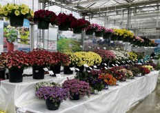 Lots of colors and varieties at the booth of Cohen.